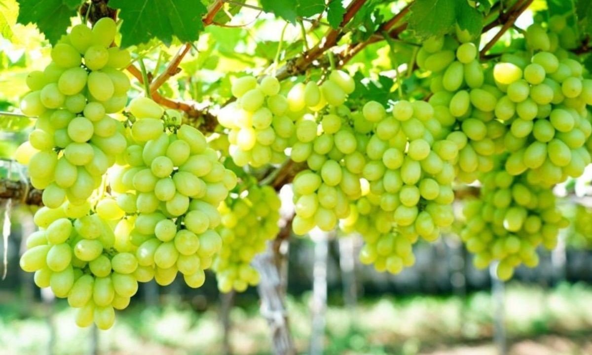 Angoor (Grapes) Dr AvinashTank, is a superspecialist (MCh