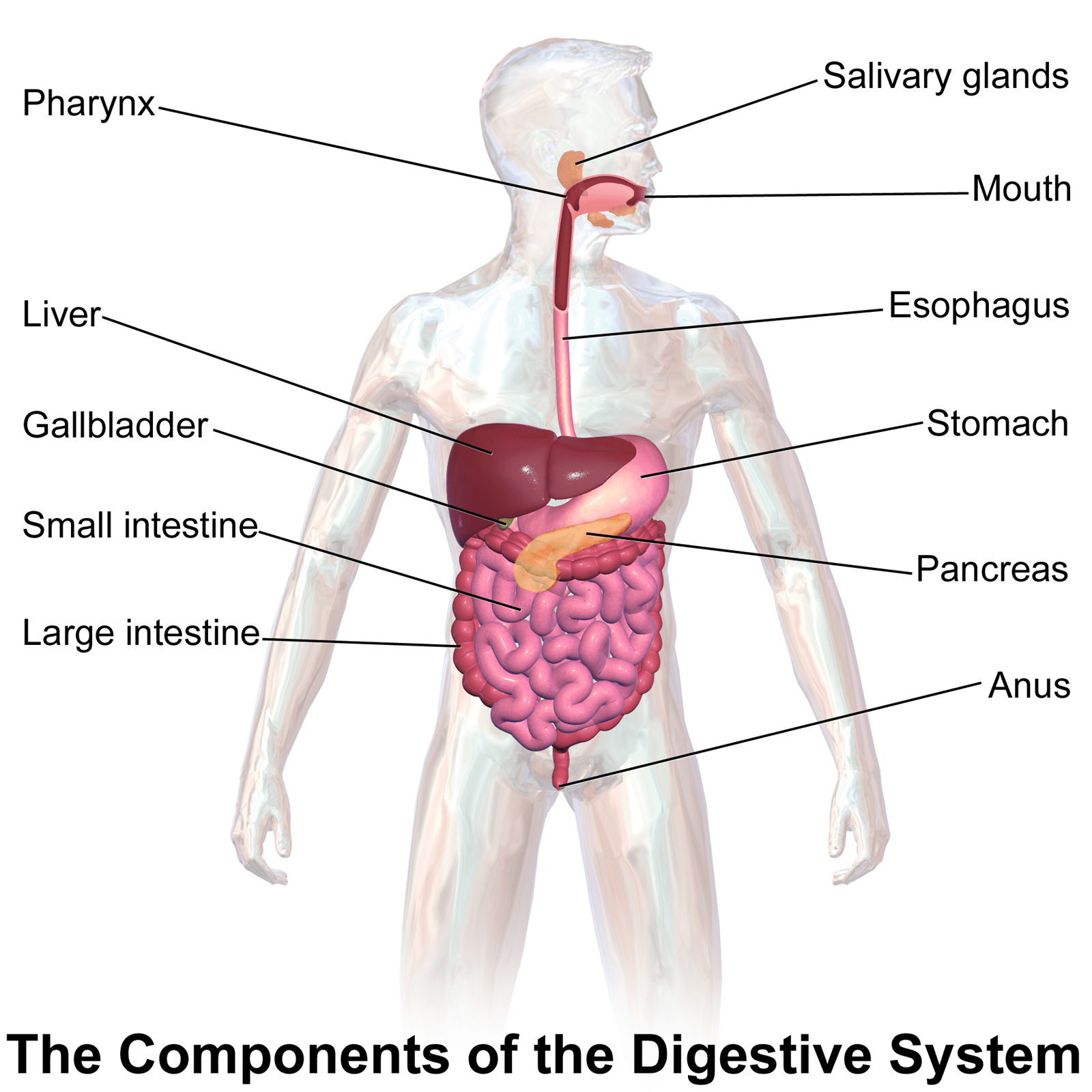human digestive system
