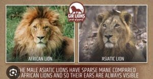 Amazing Facts About the Asiatic Lion of Gir