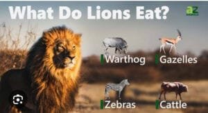 Diet of Lion