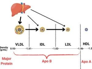 Why ApoB and Non-HDL Cholesterol Are Better Predictors of Cardiovascular Risk Than LDL Cholesterol.